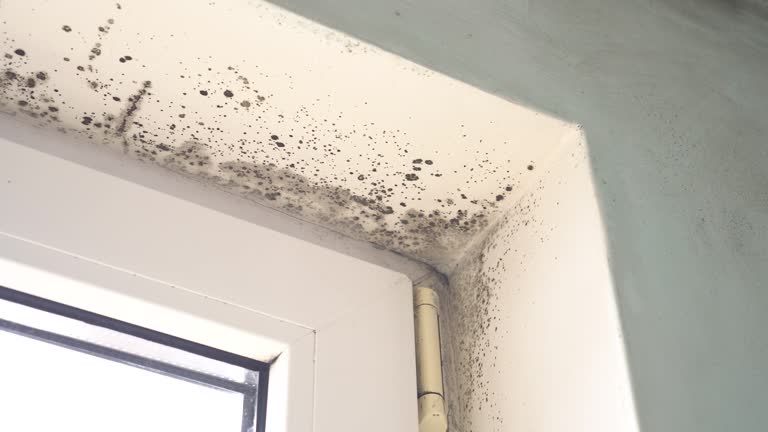 Reliable North Liberty, IA Mold Removal Solutions